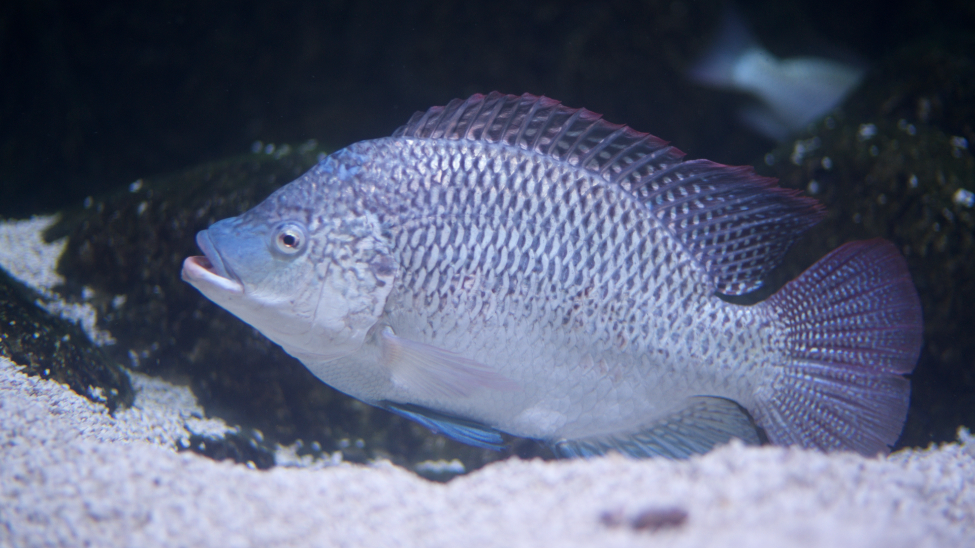 聖彼得魚